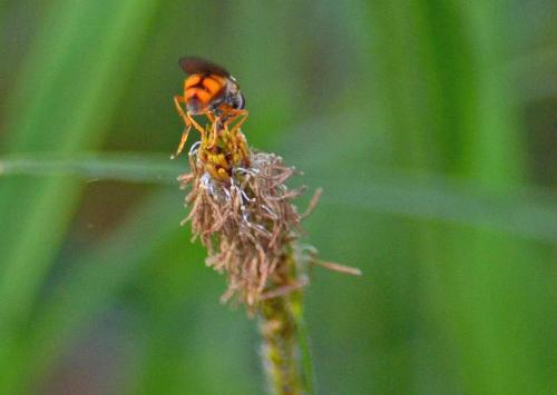 Réf. 180 209 : Platycheirus fulviventris
